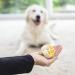 Buy 8in1 Delights Chicken Balls for Dogs - Healthy KausNack High-Quality Chicken & Beef Skin 2 Pieces S (69g) - International Shipping Available - Buy Online on GoSupps.com
