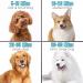 Professional 2800W Dog Dryer - Quiet Adjustable Speed Pet Blower with 4 Nozzles | Dog Box - Buy Online on GoSupps.com