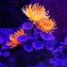 Smandy Large Artificial Coral & Silicone Plants for Fish Tanks | Aquarium Decorations - Buy Online on GoSupps.com