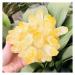 Natural Citrine Phantom Quartz Crystal Cluster Specimen qiangang (Size : 700-800g)