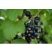 French Organic Blackcurrant 100 ml | Drinking Solution for Fresh Plants | Joint Care Joint Mobility Joint Pain | Certified AB Certified France | Laboratory SYNERGIA - Buy Online on GoSupps.com