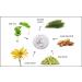 Raya Bio-Hydrating Cream (303) | Light Moisturizing Face Cream for Non Problem Skin | Tones, Firms, Hydrates, Reduces Fine Lines - Buy Online on GoSupps.com