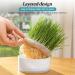 Anulely Cat Grass Plant Container - Earth-Free Indoor Planting Box for Cats & Dogs | Removable Sprouter Tray & Home D cor in White - Buy Online on GoSupps.com