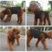 Yaodhaod Cotton Dog Clothing - Soft Breathable T-Shirts for Small & Medium Dogs | Sun Protection | Available in Black & Gray - Buy Online on GoSupps.com