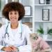 Fychuo Cat Recovery Suit Pink Cat Surgery Recovery Suit Solid Color Cat Clothe Cat Onesie Surgical Recovery Suit Kitten Bodysuit after Surgery Medical Care Cone Collar Alternatives - Buy Online on GoSupps.com