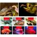 for Turtle Food Dried Freeze Shrimp for Ornamental Fish Water Turtles Small Pets 1L 2.8L 3L Resealable Can Medium - Buy Online on GoSupps.com