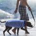 Recreational Surgical Recovery Suit for Dogs & Cats | Postoperative Abdominal Protectors | XXL Protective Wear - Buy Online on GoSupps.com