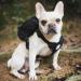 OneTigris Eureka Dog Backpack for Small Dogs - Lightweight Black XS with Poop Bag Dispenser | Ideal for Daily Hiking - International Shipping Available - Buy Online on GoSupps.com
