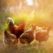 Ida Plus Poultry Beer Yeast Supplement - 1500g for Chickens & Quail | B Vitamins Amino Acids Minerals - Supports Spring Formation - Buy Online on GoSupps.com