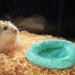 Buy Monozoz Coconut Hamster Hiding Place | Natural Hanging House & Warm Hammock for Small Animals - Buy Online on GoSupps.com