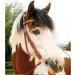Buy WALDHAUSEN Western Bridle Kansas Brown for Quarter Horses | International Shipping Available - Buy Online on GoSupps.com