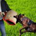 Dog Bite Sleeve Dog Bite Training Equipment Protection Arm Biting Tugging Toy Dog Supplies - Buy Online on GoSupps.com