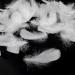 Coceca 500pcs White Feathers - Ideal for DIY Craft, Wedding & Party Decor - Buy Online on GoSupps.com