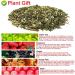 Plant Gift Strawberry Green Tea Oganic Fruit Herbal Tea All Natural Flavors Loose Leaf Apple Strawberry Orange Peel Grapes Peppermint Non GMO Vegan Tea Bags Into Iced Tea & Hot Tea 70G/2.5oz - Buy Online on GoSupps.com