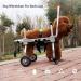 Dog Wheelchair Dog Wheelchair for Back Legs Adjustable 4 Wheel Pet Wheelchair with Handle for Small and Medium Sized Cats/Dogs Walk Tool Cart Portable XXXS - Buy Online on GoSupps.com