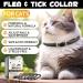 Buy Adjustable Waterproof Cat Neck Collar for Kittens & Cats - Fits 4 to 24 Months 48cm - Black - Buy Online on GoSupps.com
