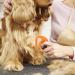 Buy Knitting COMB PET & Grooming Tool for Cats & Dogs - Effective Pet Hair Removal Brush | Tangled Hair Solution (Orange) - Buy Online on GoSupps.com