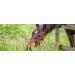 Saluvet Colosan 100ml - Approved Medicine for Horses Cattle Pigs Sheep Goats Rabbits & Dogs | Treat Flatulence & Gastrointestinal Disorders - Buy Internationally - Buy Online on GoSupps.com