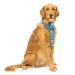 Kurgo Tru-Fit Dog Harness Crash Tested Car Seat Belt For Dogs 2 to 5 kg Size L Ink Blue Ink Blue L