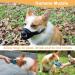 Mayerzon Adjustable Dog Muzzle - Breathable Airline Approved for Small Medium & Large Dogs | Black S - Prevent Biting Barking & Chewing - Buy Online on GoSupps.com