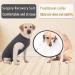 Dog Surgery Recovery Suit | Medical Pet Shirt for Male/Female Dogs | Spay Alternative | Protect Wounds | XS Grey - Buy Online on GoSupps.com