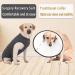 Axcimond Dog Recovery Suit Dog Onesie After Surgery Female Male Small Medium Large Dogs Surgical Recovery Suit Doggie Onesie Prevent Licking Spay Suit Chien Post Operation Dog Cone Collar Alternative M Grey - Buy Online on GoSupps.com