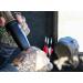 Flextone Buck Collector Plus Deer Game Call - Realistic Sounds with Volume Control - Buy Online on GoSupps.com