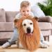 Shop Lion Mane Dog Costume - Perfect for Medium to Large Dogs & Cats | International Shipping Available - Buy Online on GoSupps.com