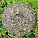 HELLOYOUNG 357g de th Pu-erh ancien biologique naturel chinois Enrichi en menthe indienne il offre un go t frais et rafra chissant - Buy Online on GoSupps.com