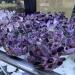 Room Decoration 300-400g Natural Purple Ghost Phantom Quartz Crystal Cluster Rock Stones and Crystals Specimen Home NaturalReiki Decoration (Size : 400-500g) - Buy Online on GoSupps.com