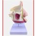 Mouth Nose Throat Pharynx Education Human Body ENT Model Study Model Pathology Nose Throat Model Enlarge The ical Model of Human Organs A+b - Buy Online on GoSupps.com