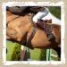 Adjustable Leather Spur Straps - 2 Pcs, Single Ply, Western Style, 6 Holes, 9.9 Inches, Black - Buy Online on GoSupps.com