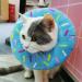 HPWFHPLF Cat Recovery Collar Adjustable Protective Pet Collar Soft Donut Neck Cone Prevent Licking Paws Wound Healing for Cats Puppies Small Breeds Dogs (S Blue) S Blue - Buy Online on GoSupps.com