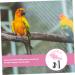 FOMIYES 3 Sets Bird Leash Adjustable Belt Pet Bird Harness and Leash Parrot Flying Tool Animal Crawl 12X6X1.3CMx3pcs Pinkx3pcs - Buy Online on GoSupps.com