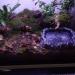 NA 2 Pcs Reptile Food Bowl Reptile Feeder Pet Aquarium Ornament Terrarium Feeder Resin Dish Lizard Feeder Food Bowl Rock Food Water Dish for Tortoise Lizard Chameleon Gecko - Buy Online on GoSupps.com