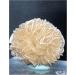 Crystal Cluster 120g Natural Desert Rose Selenite raw Crystal Stone Specimen Rough Sample Cluster fengshui Decor JIZTGEDM - Buy Online on GoSupps.com