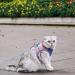 JSXD Cat Harness Leash and Collar Set - Escape Proof Vest for Easy Walking - Reflective and Night Safe - Small to Large Kittens, Puppies, Rabbits - Blue/Pink - Buy Online on GoSupps.com