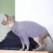 Buy Pumyporeity Cat Cotton Clothes - Warm Sweater & Soft Jumper for Hairless Cats | Stylish Vest Shirts & Costumes for Small to Large Cats (Purple S) - Buy Online on GoSupps.com