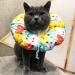 Focenat Adjustable Cat Recovery Collar Soft Comfortable Pet Protective Collar After Surgery Neutering Anti-Bite Lick Wound Healing Protection Cotton Collar for Cats and Dogs (XS) - Buy Online on GoSupps.com
