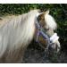 Rhinegold 323-turq Stripe-shet Bright Striped Fur Trim Small Pony Headcollar Turquoise Stripe Shetland EU