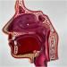 Human Lung Model Human Nasal Cavity Throat Anatomy Model Lung Model Teaching Tool Study Tools for Anatomy and Physiology Students Display Teaching Tool - Buy Online on GoSupps.com