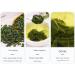 cn herb 100g Mulberry Leaf Granules Herbal Tea - Buy Online on GoSupps.com