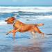Wolfone 3m Orange Tow Lines for Dogs | Waterproof & Durable Training Leash for Recall Swimming Camping & Beach Activities - Buy Online on GoSupps.com