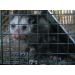 OxGord Live Animal Trap 24x7x7 - Humane Rodent Cage for Rabbits, Cats, Squirrels, Raccoons, Moles, Gophers, Chickens, Opossums - Buy Online on GoSupps.com