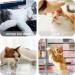 MUEEAD 3 Pcs Cat Teaser Wand With 5Pcs Long Tube Spring Cat Fur Ball Toy Cat Teaser Interactive Toy Feather Teaser Stick Fluffy Furball Teaser Stick Pet Toys - Buy Online on GoSupps.com
