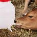 Happyyami Baby Bottles - Lamb Calf Feeding Bucket with Nipples | Animal Feeding Bottle for Calf & Lamb | Nursing Supplies - Buy Online on GoSupps.com