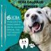 OCBA 2 Pcs Pet Teeth Cleaning tools Double Headed Tarter Scraper & Tooth Pick Stainless Steel Plaque Remover for Dogs & Cats Pet Dental Teeth Cleaning Tool - Buy Online on GoSupps.com