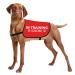 HOLLP Training Dog Jacket Vest in Training Ignore Dog Vest Dog Walking Jacket Safety Vest (in Training Ignore-Medium)