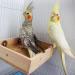 Bird Parrot Wooden Feeding Cups Natural Wooden Parrot Bird Perch Stand Birds Food Dish Bird Cage Food Standing Feeding Perch Bowl Toy for Small Animal Parrot Rat Parakeet Budgies Love Birds 7.87 5.9 Inches - Buy Online on GoSupps.com