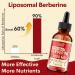 Liposomal Berberine Supplement - 3000mg Berberine Complex Activating AMPK & GLP-1 Berberine HCL Liquid Drop with Ceylon Cinnamon Green Tea Bitter Melon Turmeric and Prebiotic Blend for Women & Men 2 Fl Oz (Pack of 1) - Buy Online on GoSupps.com